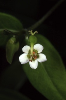 Euphorbia collorata, with gland appendages on cyanthium that mimic petals